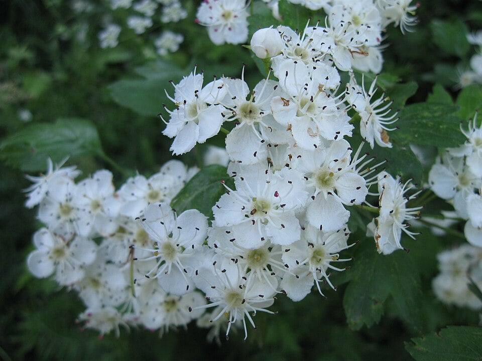 Ribes armenum