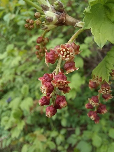 Ribes atropurpureum (Dark-purple currant) — photo