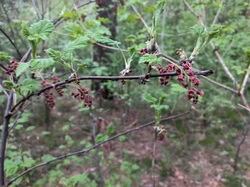 Ribes atropurpureum (Dark-purple currant) — photo