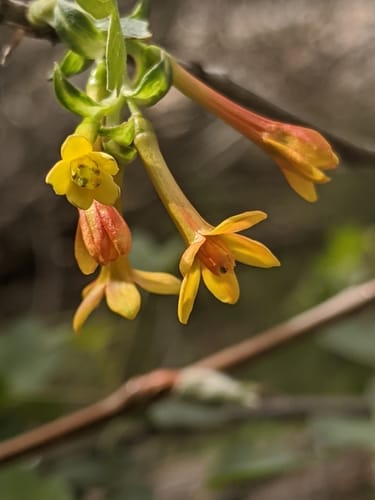 Ribes aureum (Buffalo currant) — photo