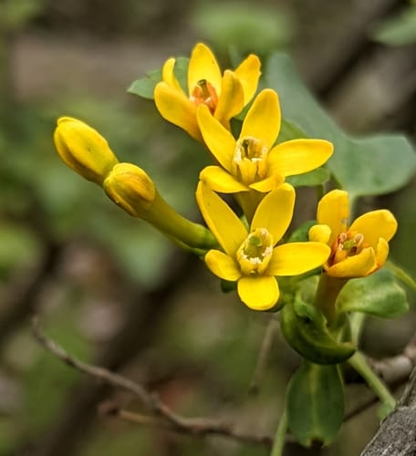 Ribes aureum (Buffalo currant) — photo