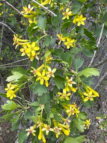 Ribes aureum