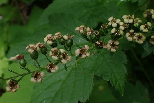 Ribes bracteosum (Californian black currant) — photo