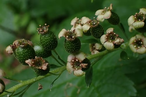 Ribes bracteosum (Californian black currant) — photo
