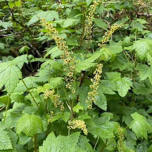 Ribes bracteosum