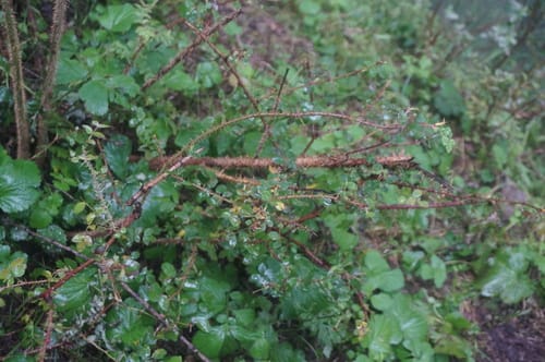 Ribes burejense (Bureja gooseberry) — photo