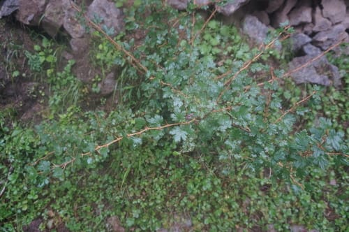 Ribes burejense (Bureja gooseberry) — photo