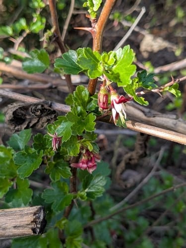 Ribes californicum (Hillside gooseberry) — photo