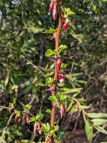 Ribes californicum (Hillside gooseberry) — photo