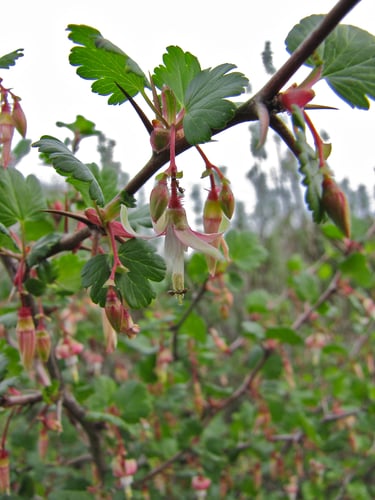 Ribes californicum