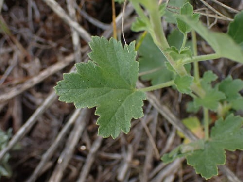 Ribes cereum (Wax currant) — photo