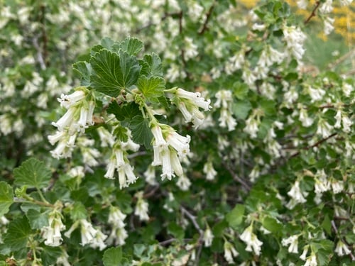 Ribes cereum (Wax currant) — photo