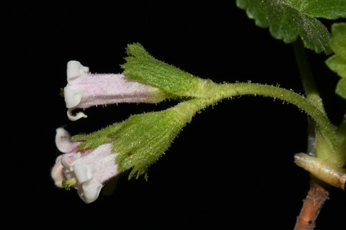 Ribes cereum var. inebrians (Whisky currant) — photo