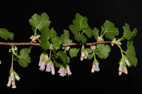 Ribes cereum var. inebrians (Whisky currant) — photo