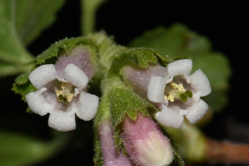 Ribes cereum var. inebrians