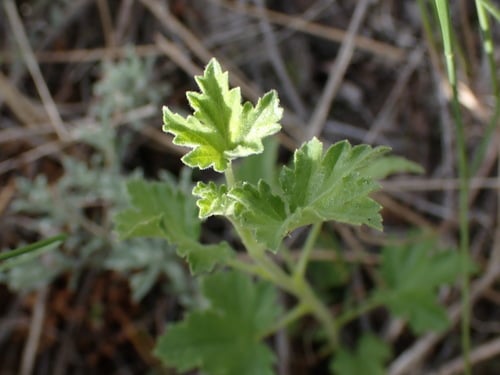 Ribes cereum