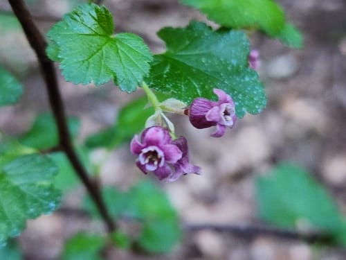 Ribes ceriferum — photo
