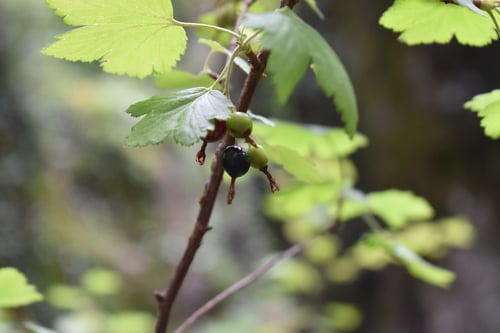 Ribes ceriferum