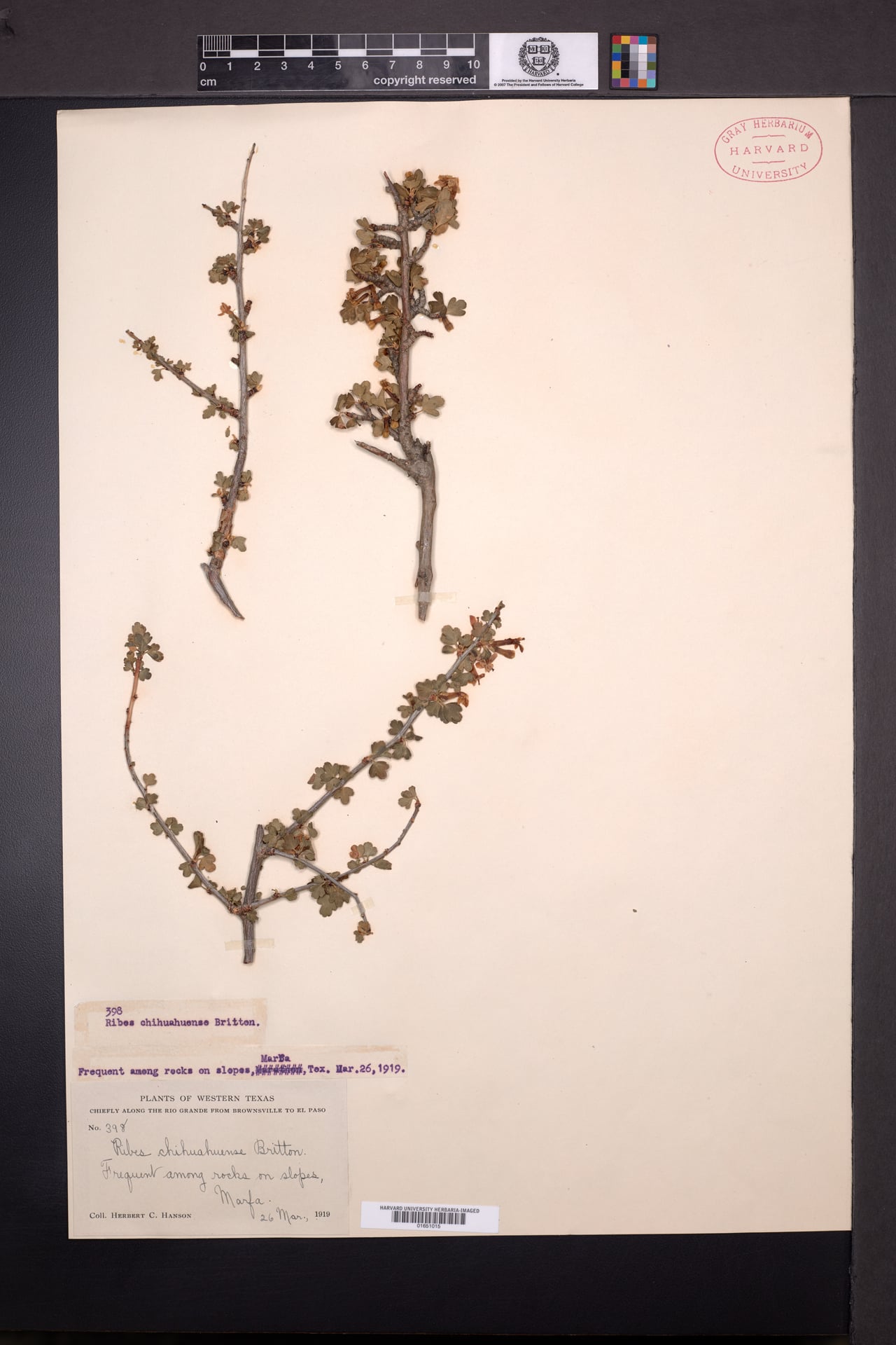 Ribes chihuahuense — photo