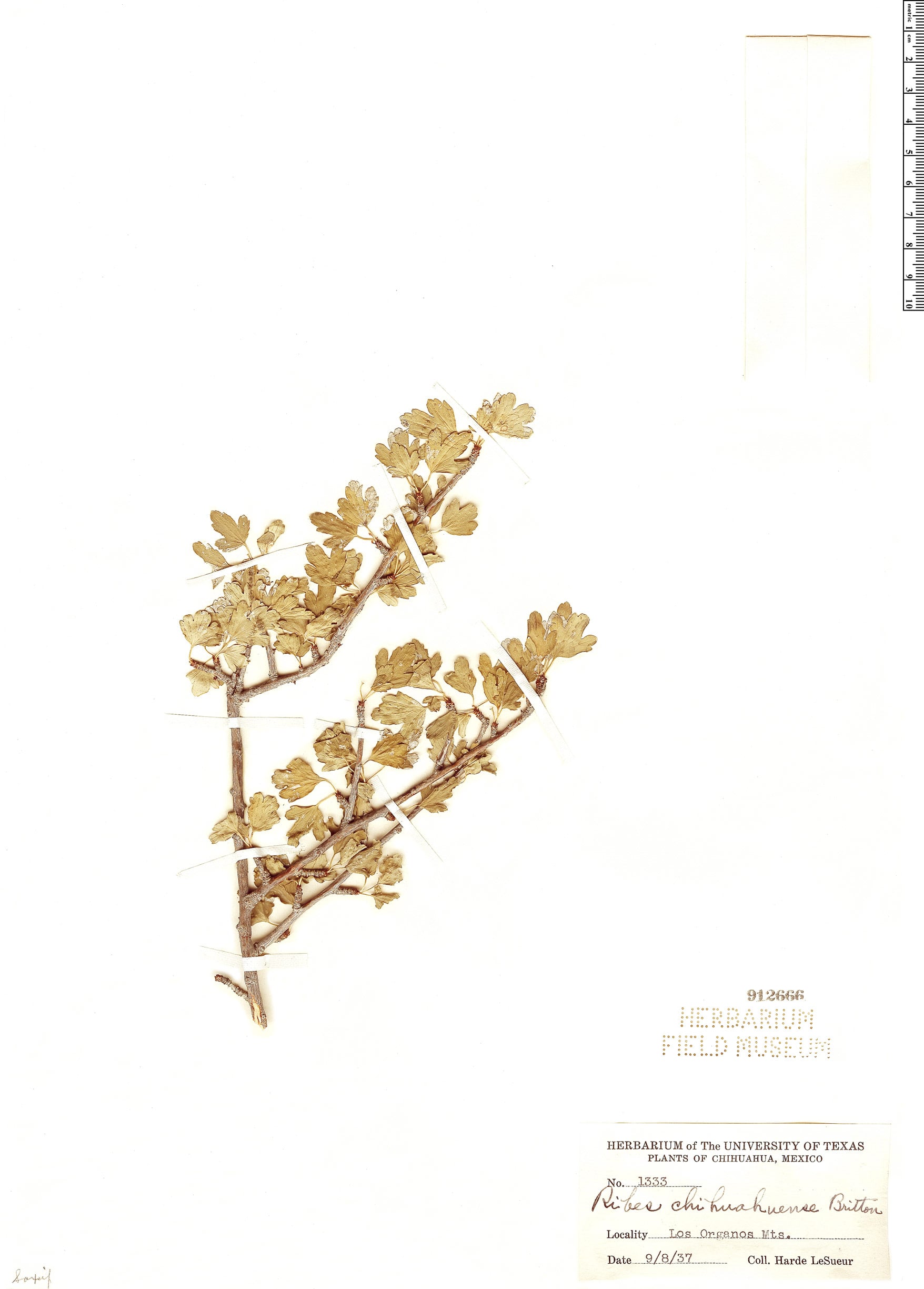 Ribes chihuahuense