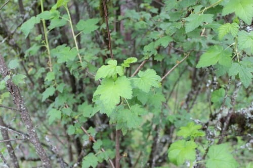 Ribes ciliatum — photo