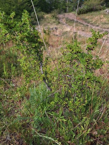 Ribes cucullatum (Parrilla) — photo