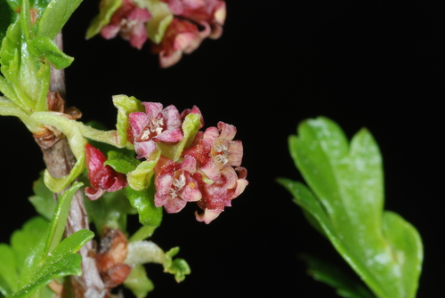 Ribes cucullatum
