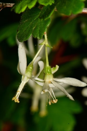 Ribes curvatum (Granite Gooseberry) — photo