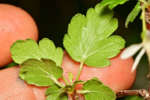 Ribes curvatum (Granite Gooseberry) — photo