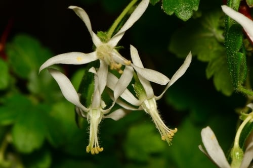Ribes curvatum