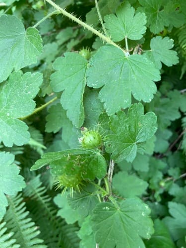 Ribes cynosbati (American wild gooseberry) — photo