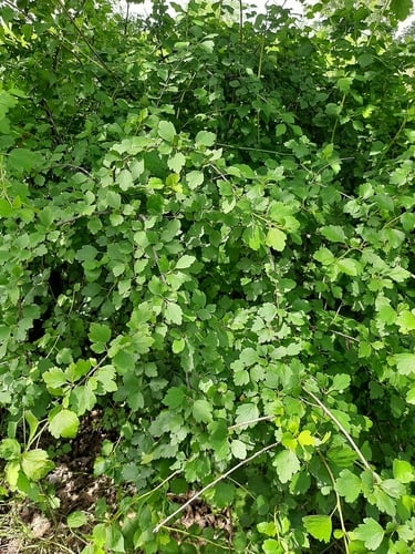 Ribes diacanthum (Siberian Currant) — photo
