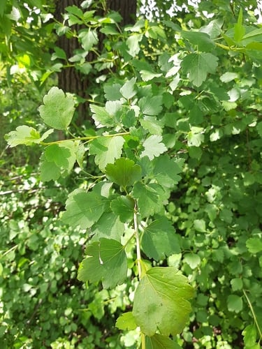 Ribes diacanthum (Siberian Currant) — photo