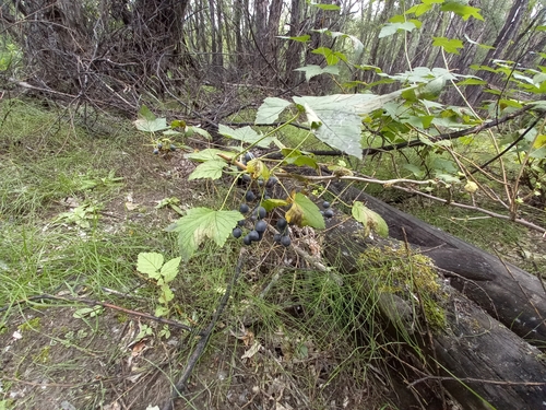 Ribes dikuscha — photo