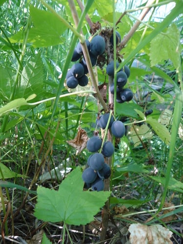 Ribes dikuscha