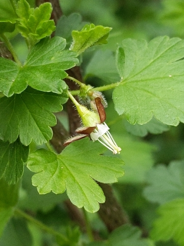 Ribes divaricatum (Coastal black gooseberry) — photo