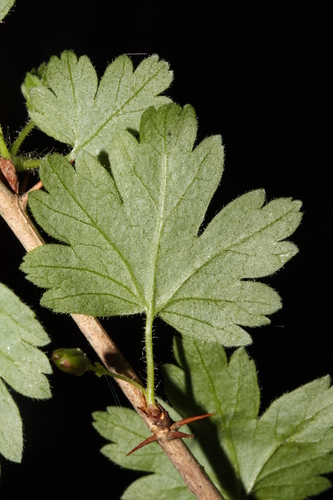 Ribes divaricatum (Coastal black gooseberry) — photo