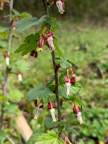 Ribes divaricatum