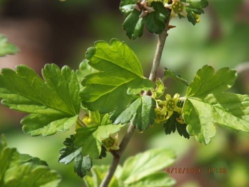 Ribes fasciculatum (Clustered redcurrant) — photo