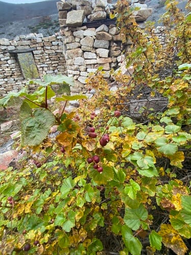 Ribes fragrans (Fragrant-flowered gooseberry) — photo