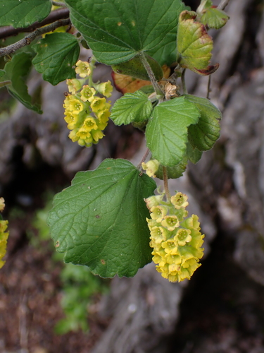Ribes gayanum (Coastal Black Gooseberry) — photo