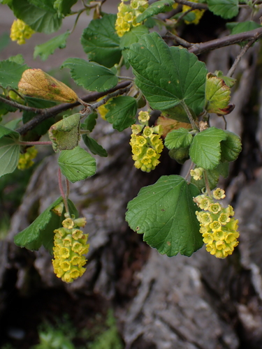 Ribes gayanum (Coastal Black Gooseberry) — photo
