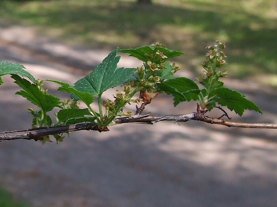 Ribes glaciale — photo