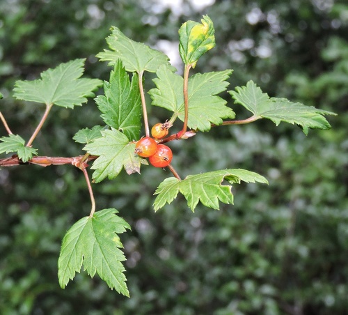 Ribes glaciale
