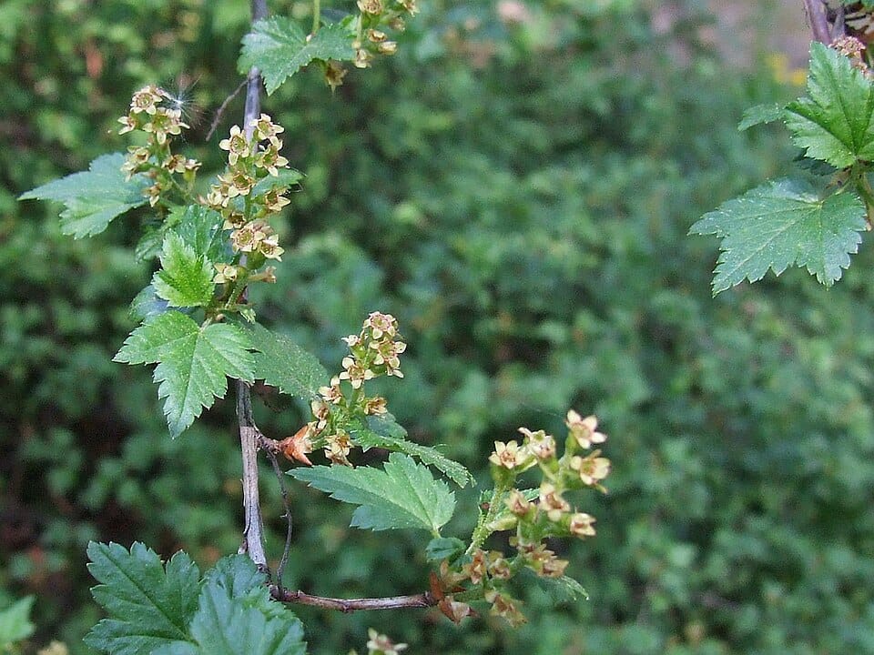 Ribes glaciale — photo