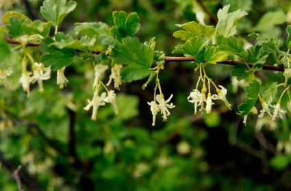 Ribes gracile