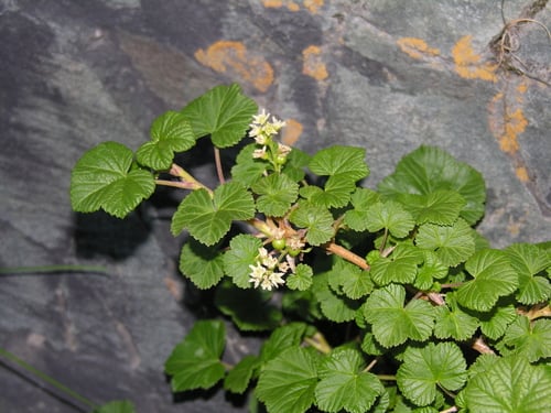 Ribes graveolens