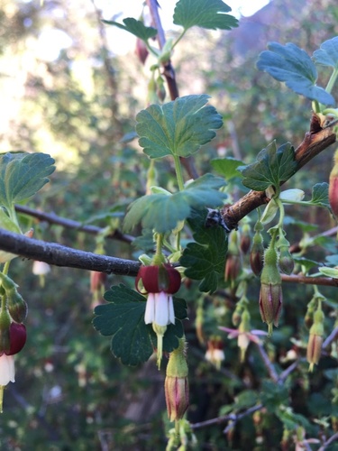 Ribes hesperium var. amarum (Bitter gooseberry) — photo