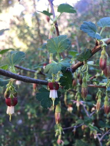 Ribes hesperium var. amarum (Bitter gooseberry) — photo