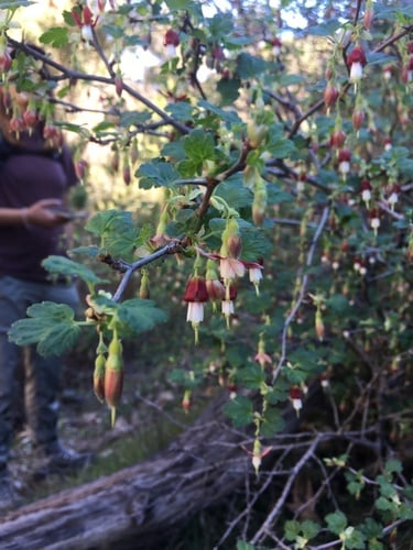 Ribes hesperium var. amarum